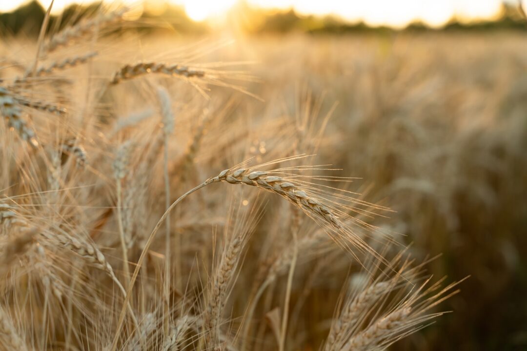 Agricultural Field. Ripe Ears Of Wheat On The Background Of The Sunset. The Concept Of A Rich Harvest.