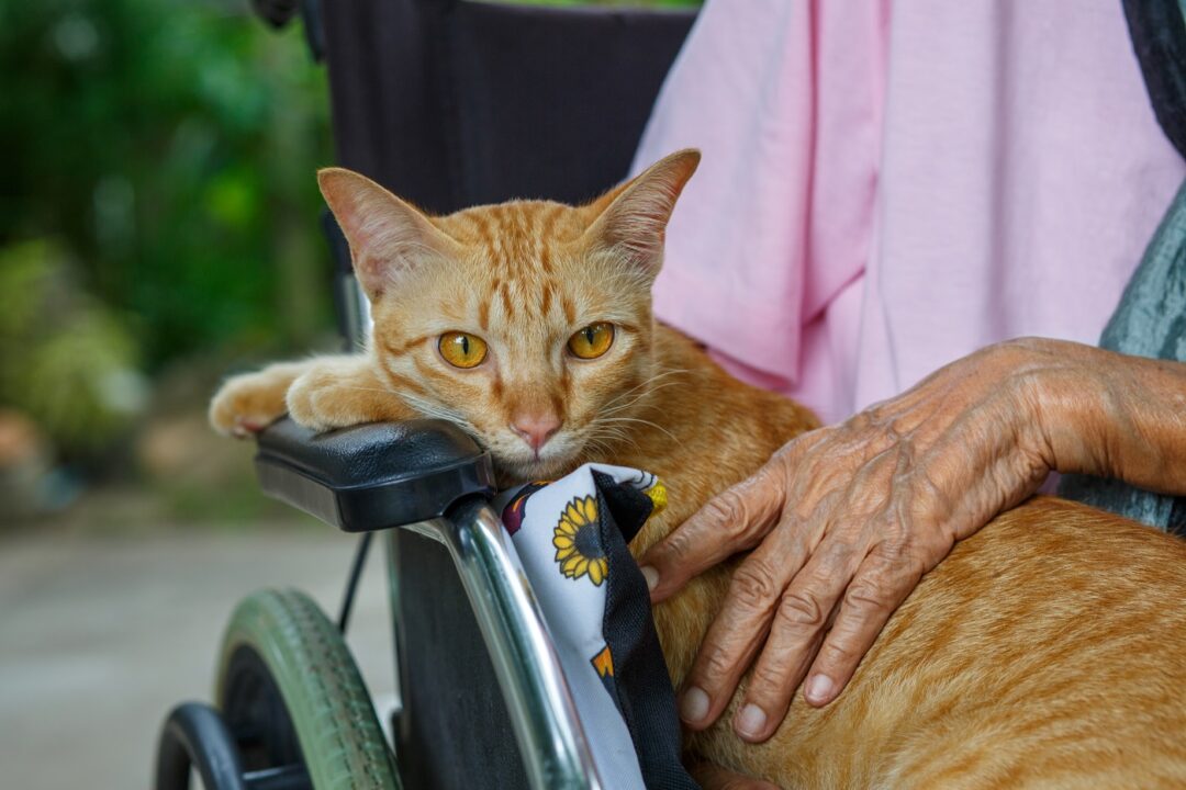 Pet Therapy For The Elderly . Pets Make Patients Healtier And Ha