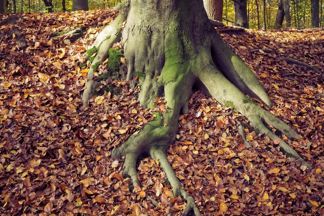 Autumn 1827212 1920