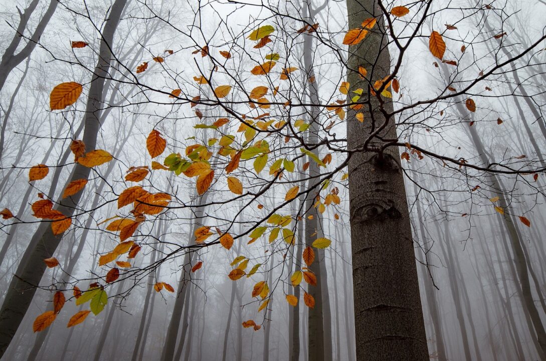 Autumn 4545637 1920
