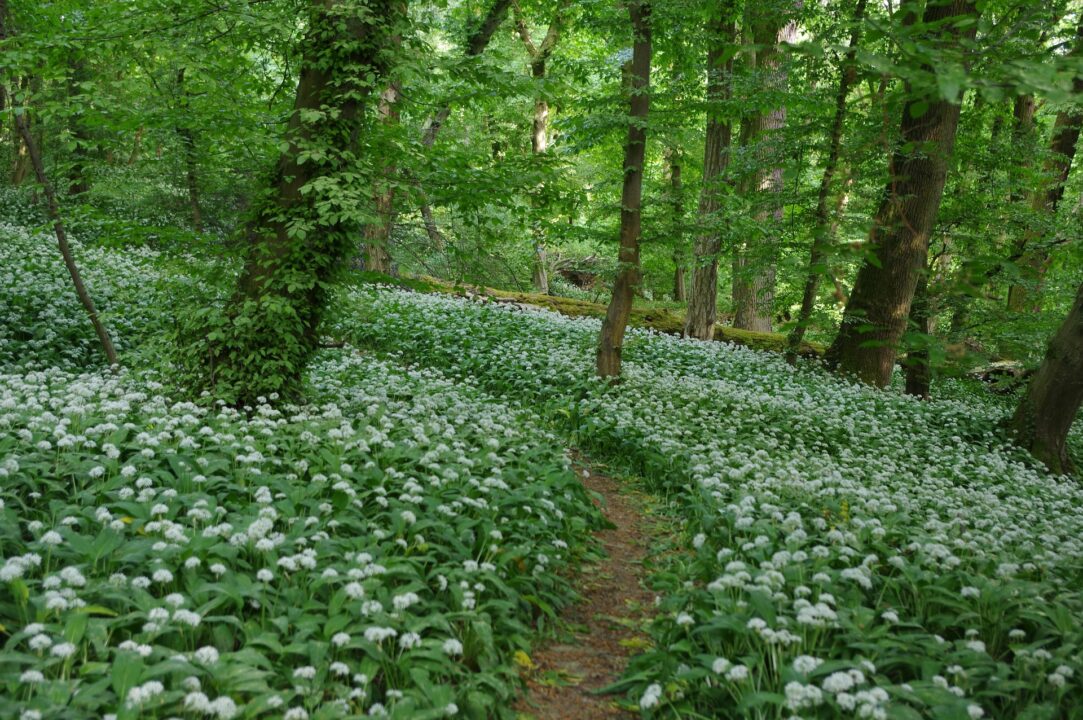 Bears Garlic 3372328 1920