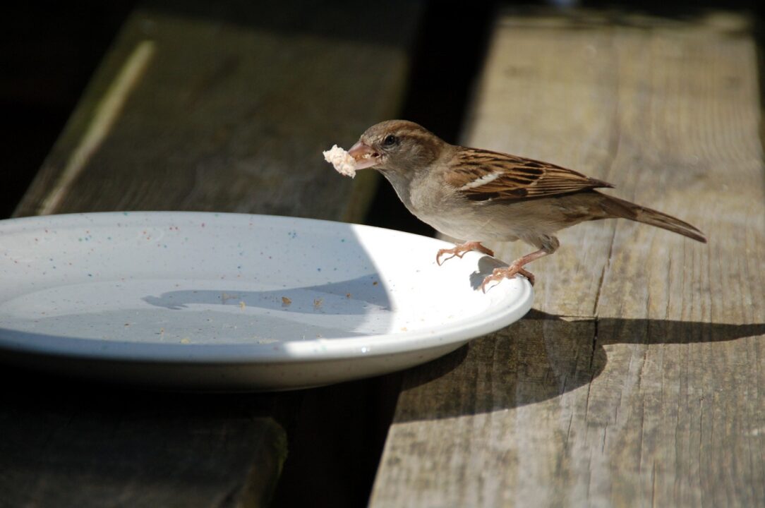 Bird 3309979 1920