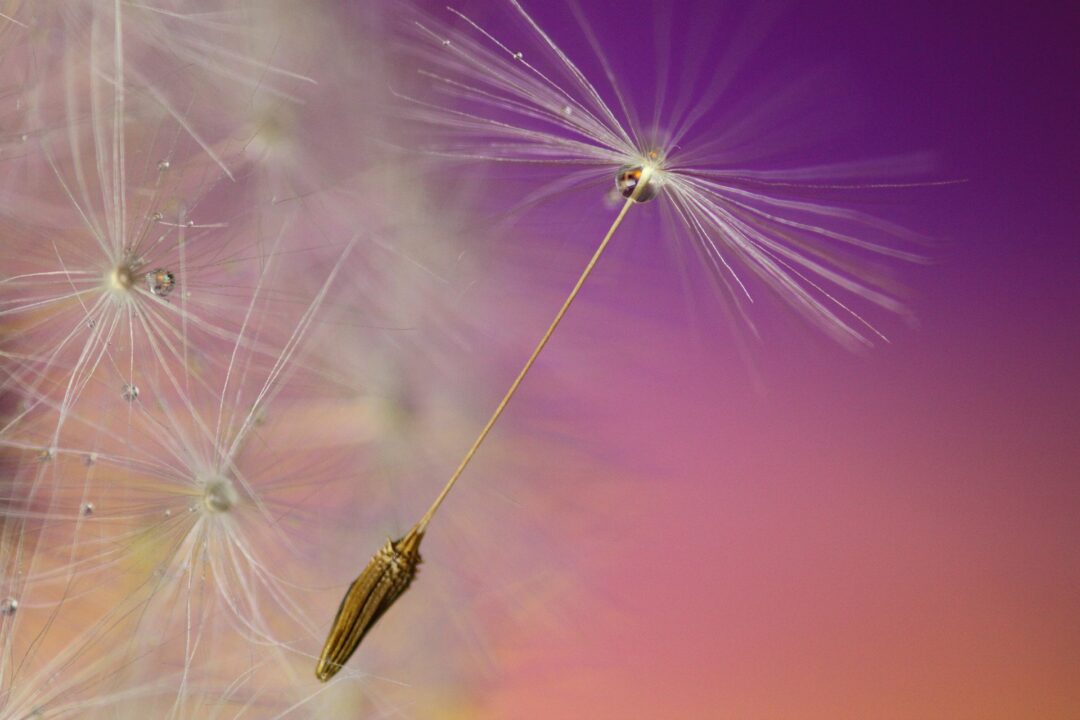 Dandelion 843297 1920