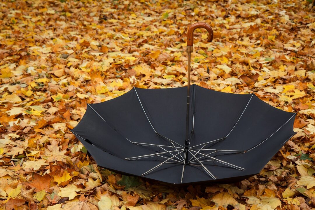 Open Black Umbrella Lying On Dry Leaves.