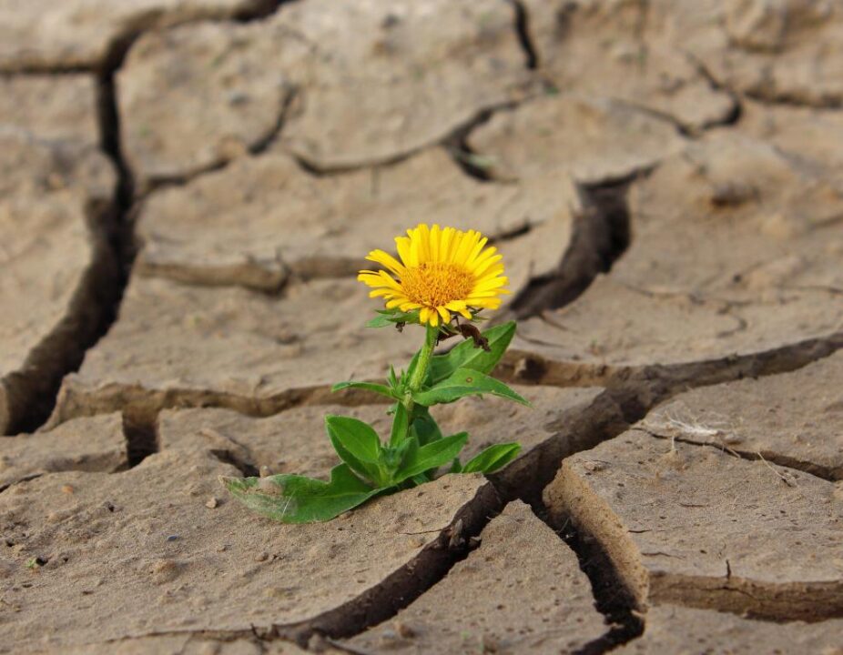 Flower 887443 1920