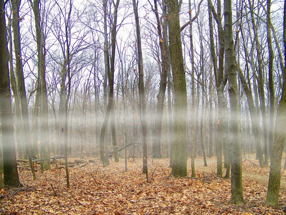 Fog 17795 1920