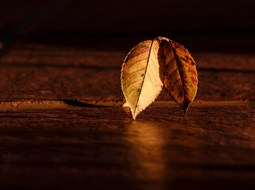 Leaf 409258 1920