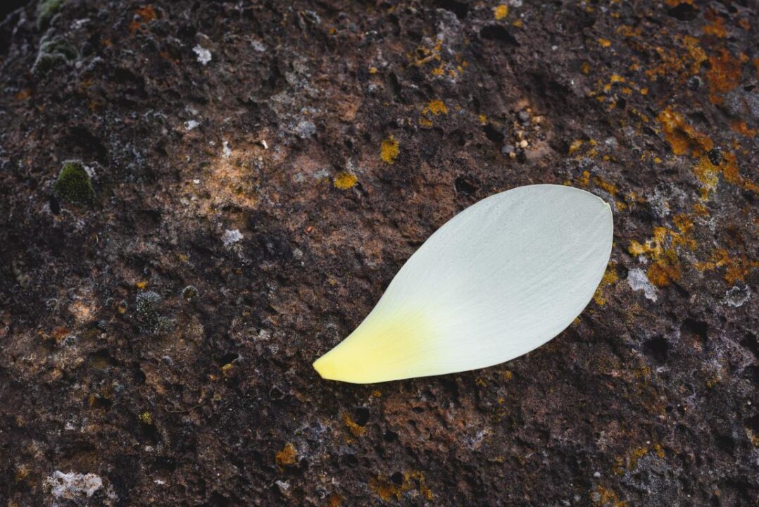 Lotus Petal Rocks