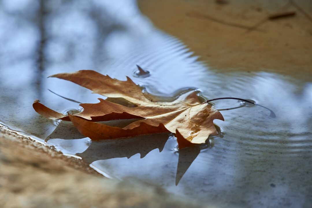 Dry Autumn Leaf Swims In A Puddle In Which The Blue Sky Is Reflected