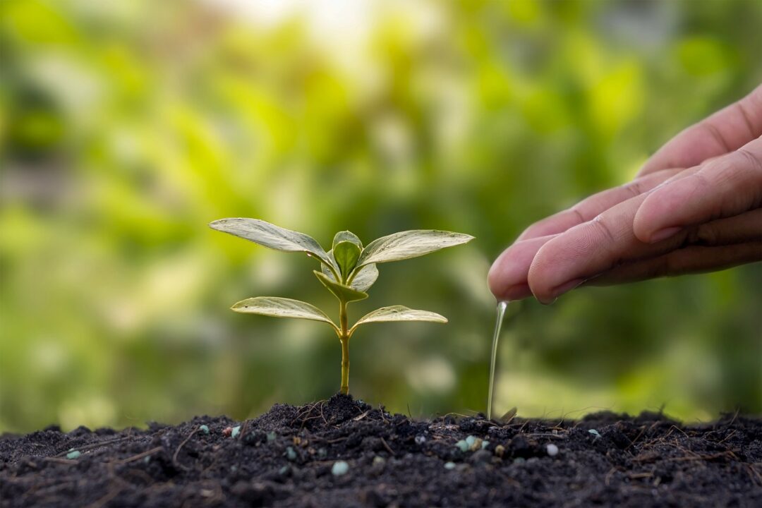 Planting Plants In Fertile Soil And Watering Plants Planting Ide