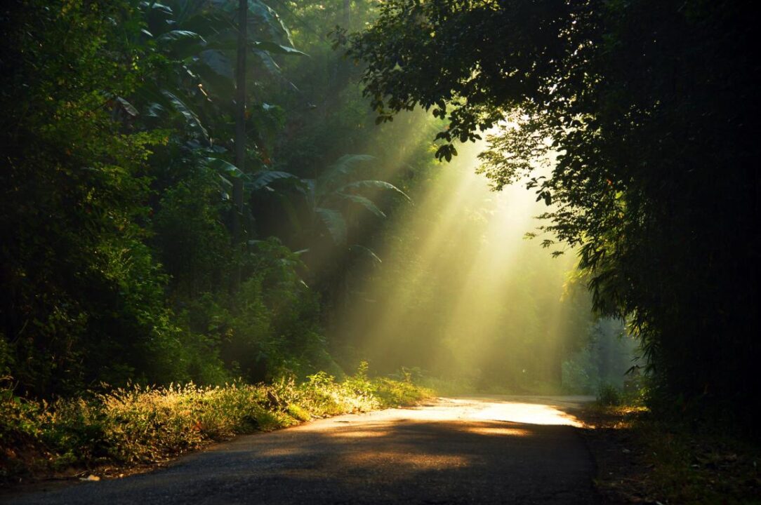 Morning Sun Light Rays Piercing Through The Trees