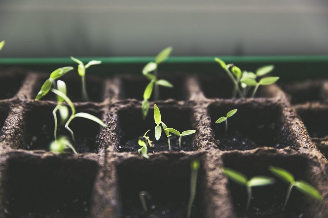 Plant 1474807 1920