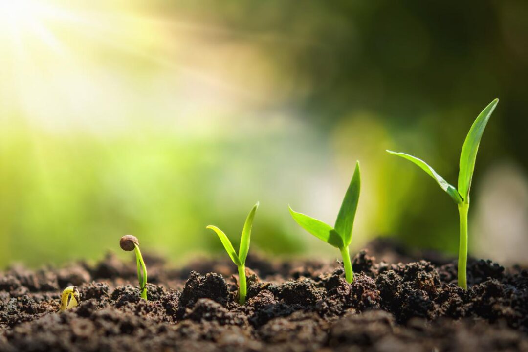 Plant Seeding Growing Step Concept Agriculture