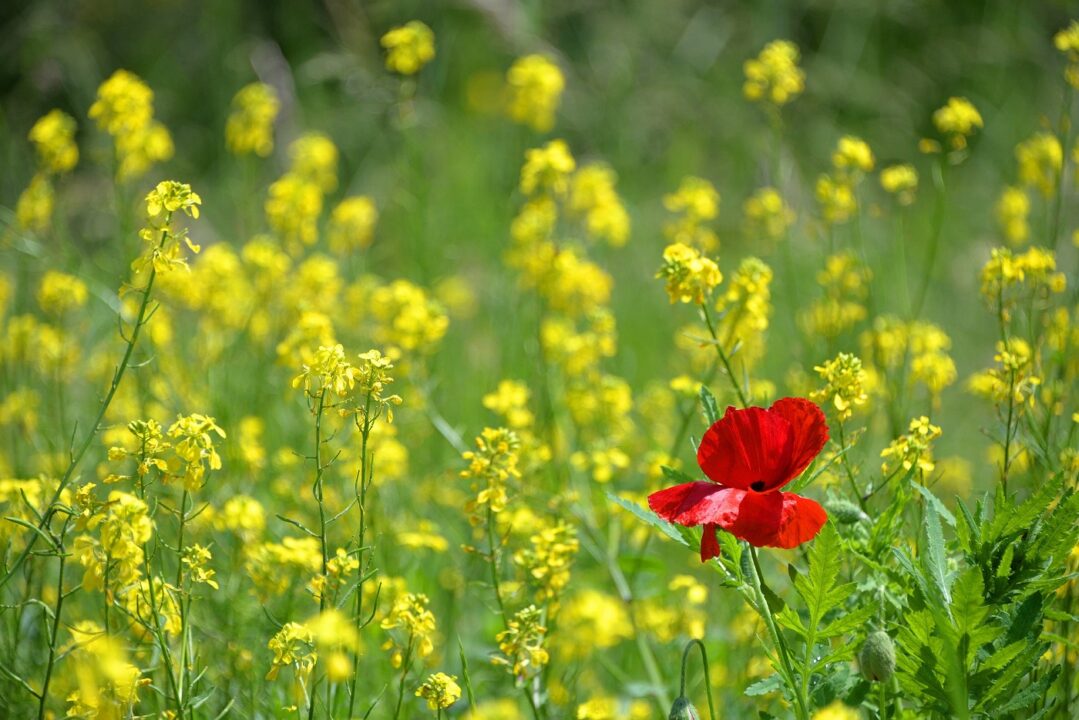 Poppy 1819645 1920