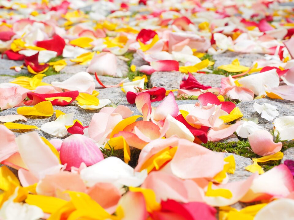 Rose Petals 693570 1920