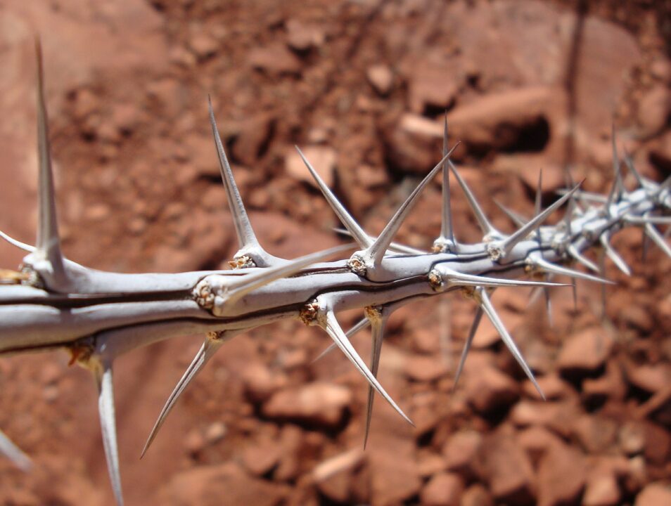 Thorns 419688 1920