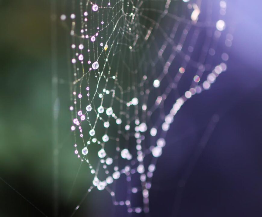 Wet Spider Web In Rain Drops Summer Nature Details