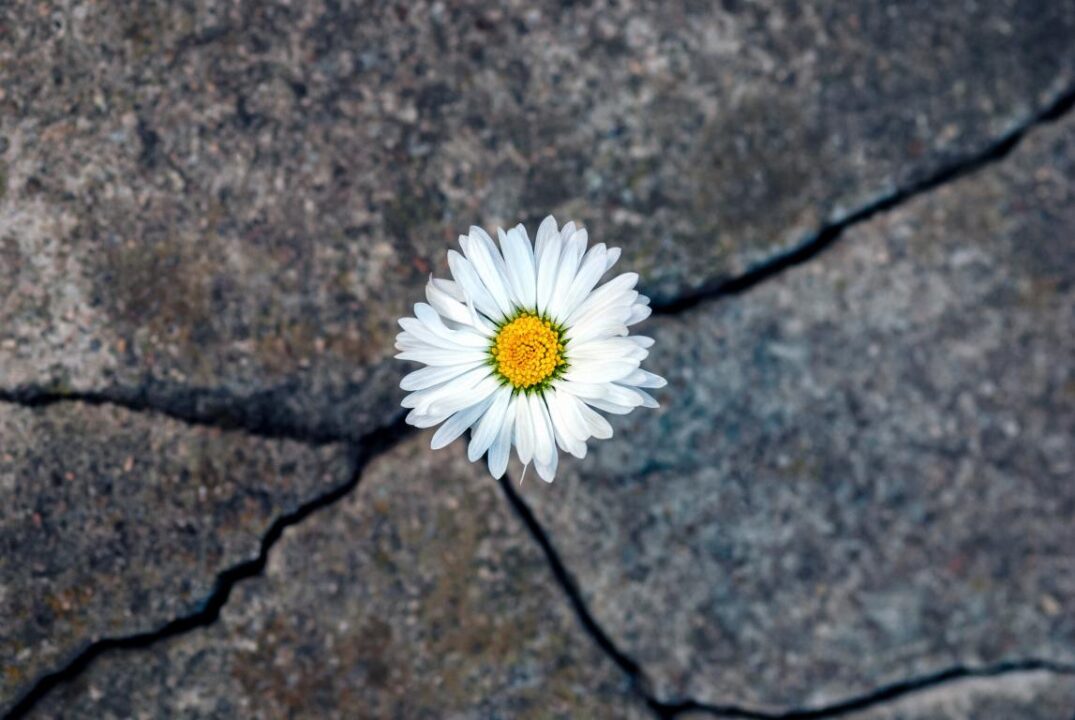 White Daisy Flower In The Crack Of An Old Stone Slab The Concept Of Rebirth Faith Hope New Life Eternal Soul